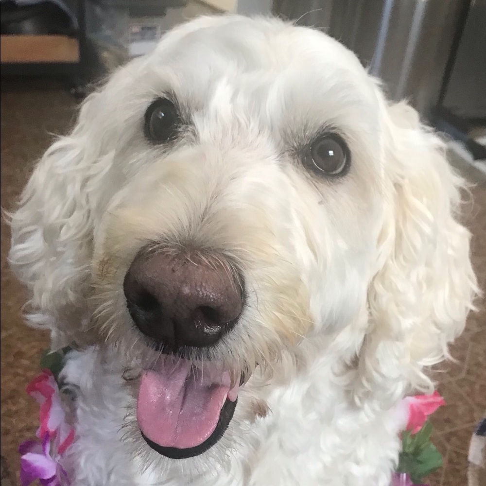 Meet your Posher, Linda